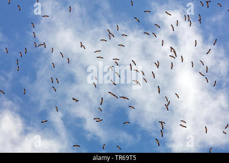 Cigogne Blanche (Ciconia ciconia), troupeau de vol dans le ciel, vue de dessous, Israël Banque D'Images
