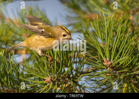 Goldcrest (Regulus regulus), assis sur un pin, Suède, Falsterbo Banque D'Images