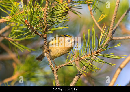 Goldcrest (Regulus regulus), assis sur un pin, Suède, Falsterbo Banque D'Images