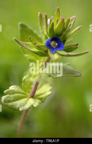 Véronique commune, véronique, mur de speedwell (Veronica arvensis), la floraison, Allemagne, Bavière, Oberbayern, Haute-Bavière Banque D'Images