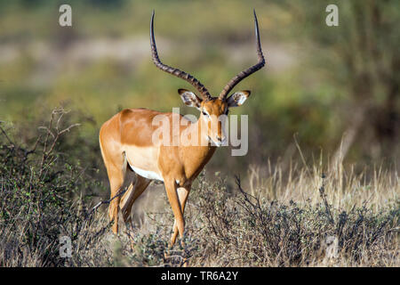 Grant's (Gazella granti), en marchant à travers les taillis, Kenya, Samburu National Reserve Banque D'Images