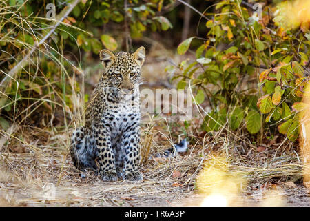 Leopard (Panthera pardus), leopard cub assis dans l'arbuste, vue de face, la Zambie, le parc national de South Luangwa Banque D'Images