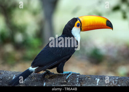 Toco Toucan, Toucan, Toucan toco Ramphastos (commune), assis sur un arbre, au Brésil, Pantanal, Pantanal Matogrossense Nationalpark, Mato Grosso Banque D'Images