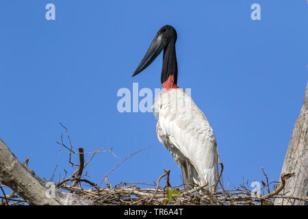 Jaribu Jabiru mycteria), (sur le nid, Brésil, Pantanal, Pantanal Matogrossense Nationalpark, Mato Grosso Banque D'Images