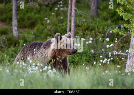 L'ours brun (Ursus arctos arctos), jeune ours marcher dans l'herbe à coton, vue de côté, la Finlande, l'Indonésie Banque D'Images