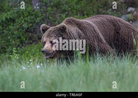 L'ours brun (Ursus arctos arctos), en marchant à travers les hautes herbes, la Finlande, l'Indonésie Banque D'Images