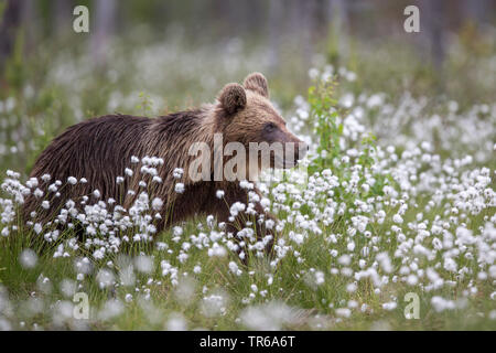 L'ours brun (Ursus arctos arctos), jeune ours marcher dans l'herbe à coton, vue de côté, la Finlande, l'Indonésie Banque D'Images