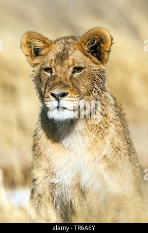 Kalahari lion (Panthera leo) vernayi vernayi, Panthera, lion pup, half-length portrait, Afrique du Sud, le parc national de Kalahari Gemsbok Banque D'Images