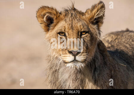 Kalahari lion (Panthera leo) vernayi vernayi, Panthera, lion pup, portrait, Afrique du Sud, le parc national de Kalahari Gemsbok Banque D'Images