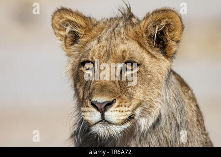 Kalahari lion (Panthera leo) vernayi vernayi, Panthera, lion pup, portrait, Afrique du Sud, le parc national de Kalahari Gemsbok Banque D'Images