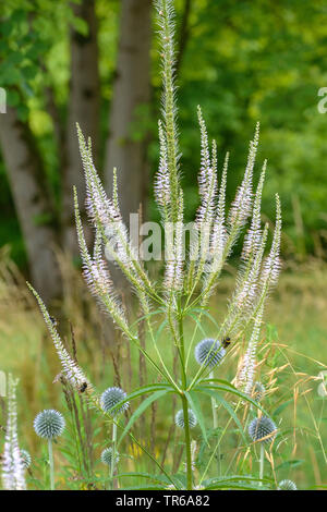 Véronicastre (Veronicastrum virginicum), avec une humble en fleurs abeilles Banque D'Images