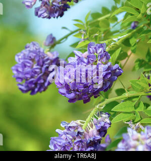 Glycine (Wisteria frutescens américain 'Longwood Purple', Wisteria frutescens Longwood violet), la floraison, le cultivar pourpre Longwood Banque D'Images