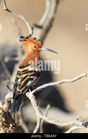 Huppe d'Afrique (Upupa africana), perché sur une branche, l'Afrique du Sud, Kgalagadi Transfrontier National Park Banque D'Images