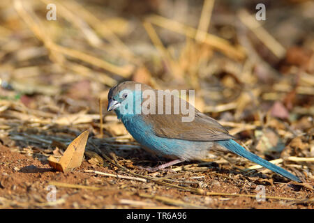 Blue waxbill blue waxbill, Sud, blue-breasted waxbill, le sud de cordon-bleu, bleu-cheeked cordon-bleu, bleu-breasted cordon-bleu, cordon-bleu de l'Angola (Uraeginthus angolensis), la recherche de nourriture, Afrique du Sud, Province du Nord Ouest, le Parc National de Pilanesberg Banque D'Images