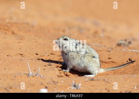 Sifflement de Brent Parotomys brantsii (rat), assis un den entrée, Afrique du Sud, Kgalagadi Transfrontier National Park Banque D'Images