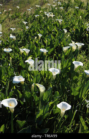 Calla Lily commun, Jack in the pulpit, magasin de fleurs, calla lily, égyptien (Zantedeschia aethiopica Arum, Calla aethiopica), blooming, Afrique du Sud Banque D'Images