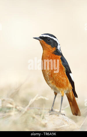 Moussier (Phoenicurus moussieri rougequeue de), homme sur le terrain, au Maroc, Tamri Banque D'Images