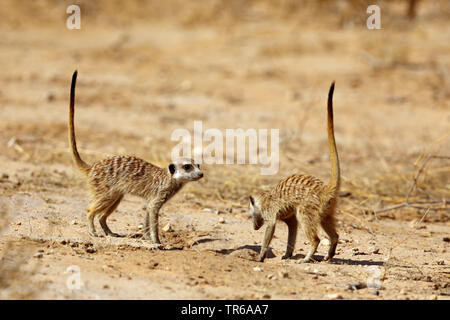 À queue fine, suricate (Suricata suricatta) suricates, deux suricates nourriture dans la savane, Afrique du Sud, Kgalagadi Transfrontier National Park Banque D'Images