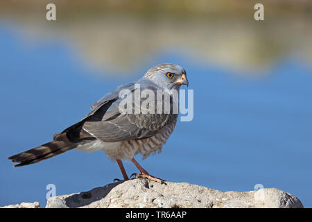 Gabar goshawk Micronisus gabar (), en plumage juvénile, assis au bord de l'eau, l'Afrique du Sud, Kgalagadi Transfrontier National Park Banque D'Images