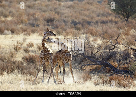 Girafe (Giraffa camelopardalis), territoriaux lutte entre deux hommes girafes dans la savane, Afrique du Sud, Kgalagadi Transfrontier National Park Banque D'Images