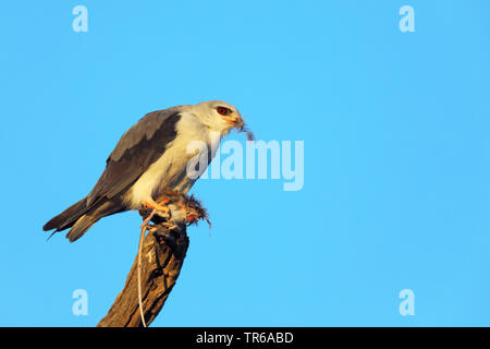 Black-shouldered kite (Elanus caeruleus), assis sur un arbre avec la souris capturées dans la griffe, Afrique du Sud, Kgalagadi Transfrontier National Park Banque D'Images