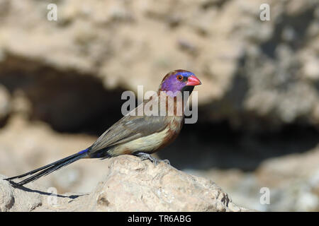 (Uraeginthus granatina common grenadier), homme assis sur une pierre, Afrique du Sud, Kgalagadi Transfrontier National Park Banque D'Images