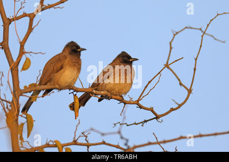 Jardin commun, bulbul Pycnonotus barbatus bulbul (paire), sur un arbre, Afrique du Sud, Province du Nord Ouest, le Parc National de Pilanesberg Banque D'Images