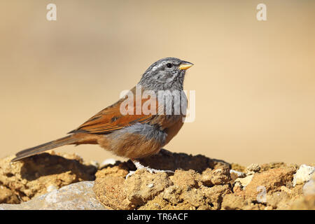 Chambre (Emberiza striolata), homme assis sur un mur, au Maroc, Tamri, Hoher Atlas Banque D'Images