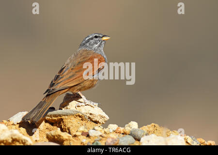 Chambre (Emberiza striolata), homme assis sur un mur, au Maroc, Tamri, Hoher Atlas Banque D'Images