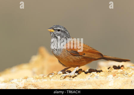 Chambre (Emberiza striolata), homme assis sur un mur, au Maroc, Tamri, Hoher Atlas Banque D'Images