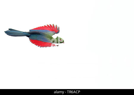 Touraco de Knysna, Knysna lourie (Tauraco corythaix), flying, Afrique du Sud, Western Cape, Wilderness National Park Banque D'Images