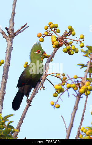 Touraco de Knysna, Knysna lourie (Tauraco corythaix), assis sur un arbre se nourrit de petits fruits, de l'Afrique du Sud, Western Cape, Wilderness National Park Banque D'Images