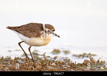 Kittlitz's Plover (Charadrius pecuarius sable), la marche par l'Afrique du Sud, au bord de la réserve naturelle, Barberspan Banque D'Images