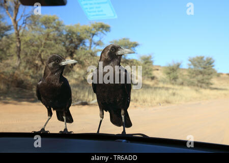 Noir corbeau (Corvus capensis), paire assis en face d'un pare-brise sur le capot d'une voiture, Kgalagadi Transfrontier National Park Banque D'Images