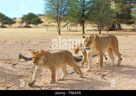 Lion (Panthera leo), lionne marchant avec deux jeunes animaux dans la savane, Afrique du Sud, Kgalagadi Transfrontier National Park Banque D'Images