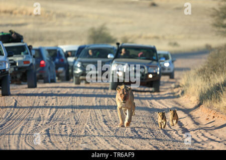 Lion (Panthera leo), lionne marchant avec deux jeunes animaux en face de voitures sur une piste de sable, vue avant, Afrique du Sud, Kgalagadi Transfrontier National Park Banque D'Images