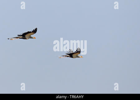 Oiseau secrétaire, Sagittaire (Sagittarius serpentarius serpentarius), paire battant, Afrique du Sud, Kgalagadi Transfrontier National Park Banque D'Images