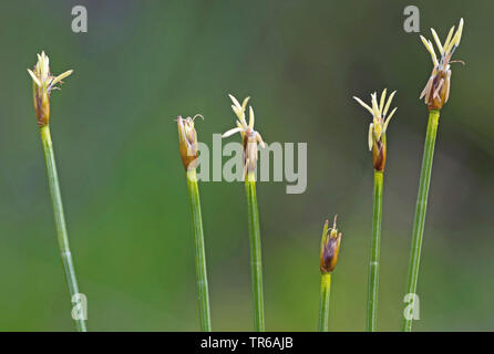 Deergrass, cerfs des cheveux (Trichophorum cespitosum), blooming, Allemagne, Bavière, Murnauer Moos Banque D'Images
