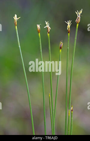 Deergrass, cerfs des cheveux (Trichophorum cespitosum), blooming, Allemagne, Bavière, Murnauer Moos Banque D'Images