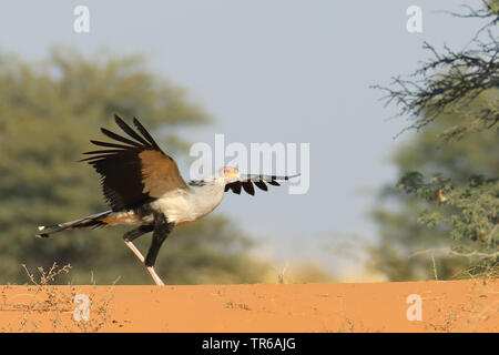 Oiseau secrétaire, Sagittaire (Sagittarius serpentarius serpentarius), l'atterrissage sur une dune, Afrique du Sud, Kgalagadi Transfrontier National Park Banque D'Images