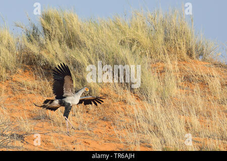 Oiseau secrétaire, Sagittaire (Sagittarius serpentarius serpentarius), l'atterrissage sur une dune, Afrique du Sud, Kgalagadi Transfrontier National Park Banque D'Images