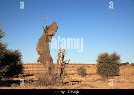 Sociable weaver (Philetairus socius), grand nid sur un arbre mort, Afrique du Sud, Kgalagadi Transfrontier National Park Banque D'Images