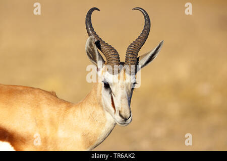 Springbuck, springbok (Antidorcas marsupialis), homme, portrait, Afrique du Sud, Kgalagadi Transfrontier National Park Banque D'Images