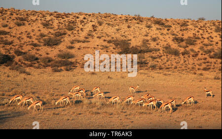 Springbuck, springbok (Antidorcas marsupialis), dans la vallée de l'Auob troupeau, Afrique du Sud, le Parc National de Kgalagadi, Auobtal Banque D'Images