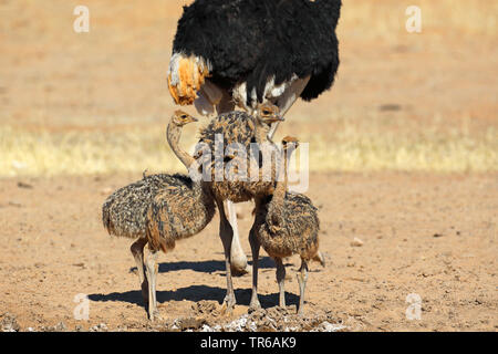 Autruche (Struthio camelus), homme avec trois mineurs, Afrique du Sud, Kgalagadi Transfrontier National Park Banque D'Images