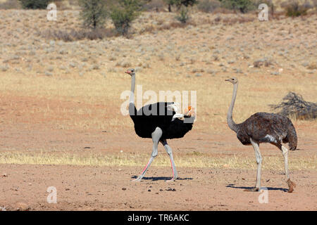 Autruche (Struthio camelus), paire de marcher dans la savane, Afrique du Sud, Kgalagadi Transfrontier National Park Banque D'Images