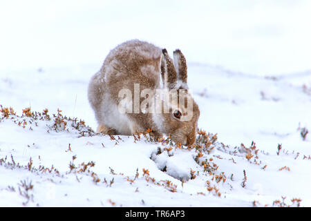 Lièvre bleu écossais, lièvre, lièvre blanc, le lièvre arctique (Lepus timidus scotticus, Lepus scotticus), au changement du pelage, se nourrissant d'Heath, Royaume-Uni, Ecosse, Aviemore Banque D'Images