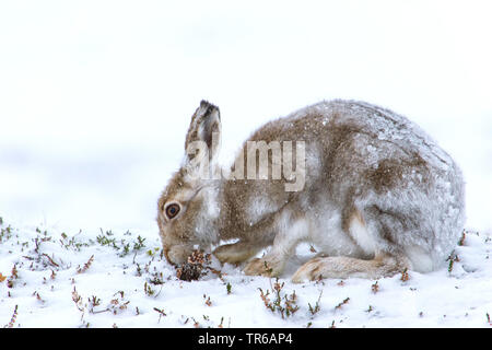 Lièvre bleu écossais, lièvre, lièvre blanc, le lièvre arctique (Lepus timidus scotticus, Lepus scotticus), au changement du pelage, se nourrissant d'Heath, Royaume-Uni, Ecosse, Aviemore Banque D'Images
