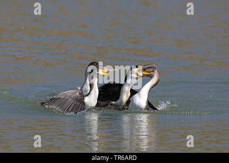 De l'eau conteste pour un poisson, Afrique du Sud, Province du Nord Ouest, le Parc National de Pilanesberg Banque D'Images