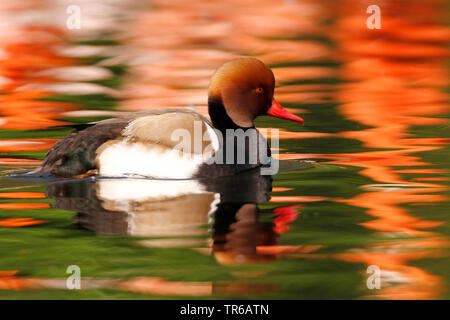 Nette rousse (Netta rufina), homme natation sur un étang d'automne, Allemagne Banque D'Images